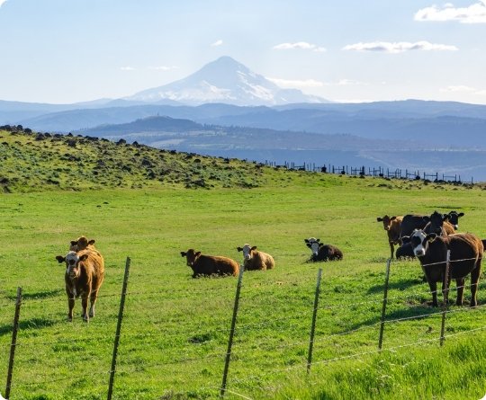 Dairy cows grazing with Mt. Hood in the background